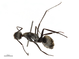  ( - CBG-B04359-C11)  @11 [ ] CreativeCommons - Attribution Share - Alike (2025) CBG Photography Group Centre for Biodiversity Genomics