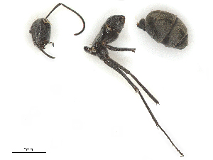  ( - CBG-B04359-E08)  @11 [ ] CreativeCommons - Attribution Share - Alike (2025) CBG Photography Group Centre for Biodiversity Genomics