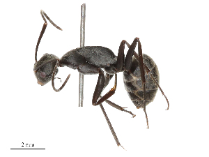  ( - CBG-B04359-E10)  @11 [ ] CreativeCommons - Attribution Share - Alike (2025) CBG Photography Group Centre for Biodiversity Genomics