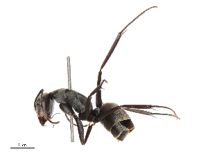  ( - CBG-B04359-E11)  @11 [ ] CreativeCommons - Attribution Share - Alike (2025) CBG Photography Group Centre for Biodiversity Genomics