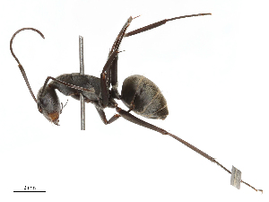  ( - CBG-B04359-F04)  @11 [ ] CreativeCommons - Attribution Share - Alike (2025) CBG Photography Group Centre for Biodiversity Genomics