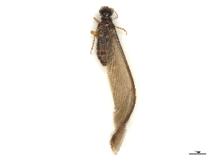  ( - CBG-B04359-H09)  @11 [ ] CreativeCommons - Attribution Share - Alike (2025) CBG Photography Group Centre for Biodiversity Genomics