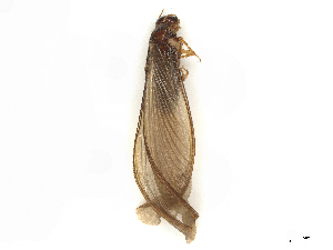  ( - CBG-B04359-H10)  @11 [ ] CreativeCommons - Attribution Share - Alike (2025) CBG Photography Group Centre for Biodiversity Genomics