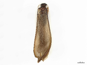  ( - CBG-B04359-H11)  @11 [ ] CreativeCommons - Attribution Share - Alike (2025) CBG Photography Group Centre for Biodiversity Genomics