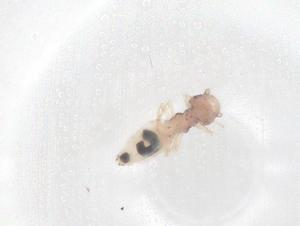  ( - CBG-B04490-G02)  @11 [ ] CreativeCommons - Attribution Share - Alike (2025) Centre for Biodiversity Genomics Centre for Biodiversity Genomics