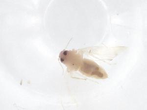  ( - CBG-B04490-G12)  @11 [ ] CreativeCommons - Attribution Share - Alike (2025) Centre for Biodiversity Genomics Centre for Biodiversity Genomics