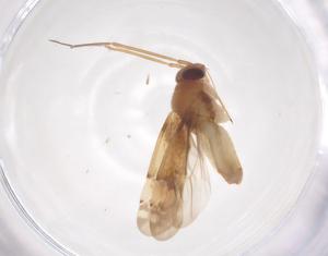  ( - CBG-B04491-F12)  @11 [ ] CreativeCommons - Attribution Share - Alike (2025) Centre for Biodiversity Genomics Centre for Biodiversity Genomics