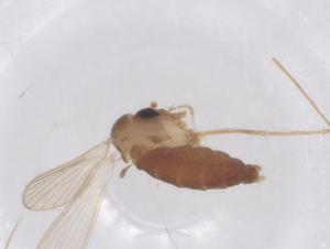  ( - CBG-B04492-D05)  @11 [ ] CreativeCommons - Attribution Share - Alike (2025) Centre for Biodiversity Genomics Centre for Biodiversity Genomics