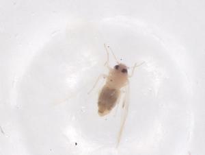  ( - CBG-B04494-D09)  @11 [ ] CreativeCommons - Attribution Share - Alike (2025) Centre for Biodiversity Genomics Centre for Biodiversity Genomics