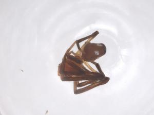  (Argyrodes flavescens - CBG-B04495-G12)  @11 [ ] CreativeCommons - Attribution Share - Alike (2025) Centre for Biodiversity Genomics Centre for Biodiversity Genomics
