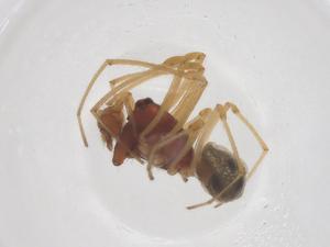  ( - CBG-B04664-B07)  @11 [ ] CreativeCommons - Attribution Share - Alike (2025) Centre for Biodiversity Genomics Centre for Biodiversity Genomics