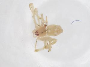  ( - CBG-B04664-D09)  @11 [ ] CreativeCommons - Attribution Share - Alike (2025) Centre for Biodiversity Genomics Centre for Biodiversity Genomics