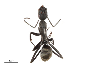  ( - CBG-B04684-A09)  @11 [ ] CreativeCommons - Attribution Share - Alike (2025) CBG Photography Group Centre for Biodiversity Genomics