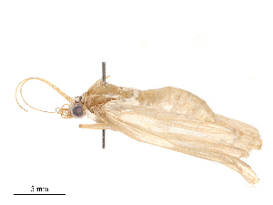  ( - CBG-B04684-C01)  @11 [ ] CreativeCommons - Attribution Share - Alike (2025) CBG Photography Group Centre for Biodiversity Genomics