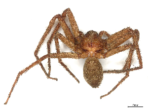  ( - CBG-B04684-H11)  @11 [ ] CreativeCommons - Attribution Share - Alike (2025) CBG Photography Group Centre for Biodiversity Genomics