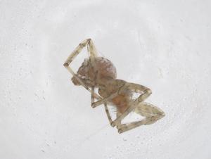  ( - CBG-B04695-D10)  @11 [ ] CreativeCommons - Attribution Share - Alike (2025) Centre for Biodiversity Genomics Centre for Biodiversity Genomics