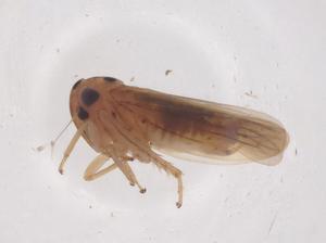  (Japanagallia - CBG-B04776-D03)  @11 [ ] CreativeCommons - Attribution Share - Alike (2025) Centre for Biodiversity Genomics Centre for Biodiversity Genomics