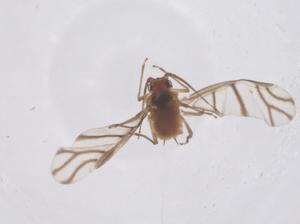  ( - CBG-B04777-B07)  @11 [ ] CreativeCommons - Attribution Share - Alike (2025) Centre for Biodiversity Genomics Centre for Biodiversity Genomics