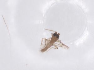  (Culicoides huffi - CBG-B04777-D05)  @11 [ ] CreativeCommons - Attribution Share - Alike (2025) Centre for Biodiversity Genomics Centre for Biodiversity Genomics