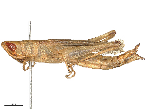  ( - CBG-B04788-F01)  @11 [ ] CreativeCommons - Attribution Share - Alike (2025) CBG Photography Group Centre for Biodiversity Genomics