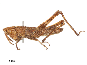  ( - CBG-B04788-H03)  @11 [ ] CreativeCommons - Attribution Share - Alike (2025) CBG Photography Group Centre for Biodiversity Genomics