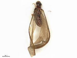  ( - CBG-B04788-H09)  @11 [ ] CreativeCommons - Attribution Share - Alike (2025) CBG Photography Group Centre for Biodiversity Genomics