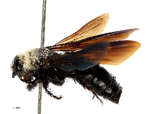  ( - CBG-B04794-C06)  @11 [ ] CreativeCommons - Attribution Share - Alike (2025) CBG Photography Group Centre for Biodiversity Genomics