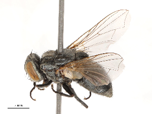  ( - CBG-B04794-C10)  @11 [ ] CreativeCommons - Attribution Share - Alike (2025) CBG Photography Group Centre for Biodiversity Genomics