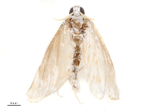  ( - CBG-B04794-D04)  @11 [ ] CreativeCommons - Attribution Share - Alike (2025) CBG Photography Group Centre for Biodiversity Genomics