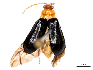  ( - CBG-B04794-E01)  @11 [ ] CreativeCommons - Attribution Share - Alike (2025) CBG Photography Group Centre for Biodiversity Genomics