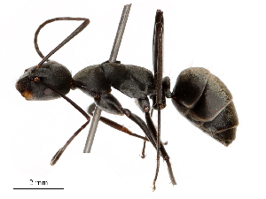  ( - CBG-B04794-F02)  @11 [ ] CreativeCommons - Attribution Share - Alike (2025) CBG Photography Group Centre for Biodiversity Genomics