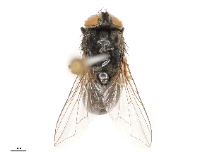  ( - CBG-B04794-F10)  @11 [ ] CreativeCommons - Attribution Share - Alike (2025) CBG Photography Group Centre for Biodiversity Genomics