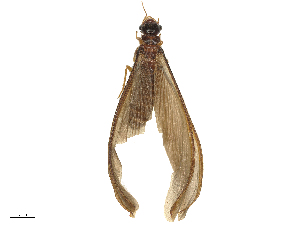  ( - CBG-B04794-H10)  @11 [ ] CreativeCommons - Attribution Share - Alike (2025) CBG Photography Group Centre for Biodiversity Genomics