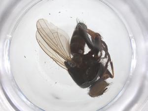  ( - CBG-B22041-E01)  @11 [ ] CreativeCommons - Attribution Share - Alike (2025) Centre for Biodiversity Genomics Centre for Biodiversity Genomics