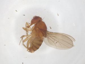  ( - CBG-B22041-G02)  @11 [ ] CreativeCommons - Attribution Share - Alike (2025) Centre for Biodiversity Genomics Centre for Biodiversity Genomics