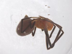  ( - CBG-B22042-A01)  @11 [ ] CreativeCommons - Attribution Share - Alike (2025) Centre for Biodiversity Genomics Centre for Biodiversity Genomics