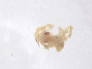  ( - CBG-B22042-A11)  @11 [ ] CreativeCommons - Attribution Share - Alike (2025) Centre for Biodiversity Genomics Centre for Biodiversity Genomics