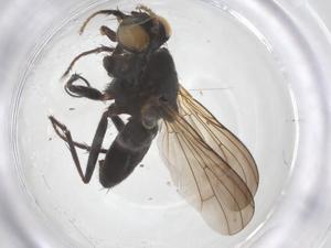  ( - CBG-B22065-H05)  @11 [ ] CreativeCommons - Attribution Share - Alike (2025) Centre for Biodiversity Genomics Centre for Biodiversity Genomics