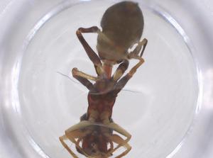  ( - CBG-B22075-F08)  @11 [ ] CreativeCommons - Attribution Share - Alike (2025) Centre for Biodiversity Genomics Centre for Biodiversity Genomics