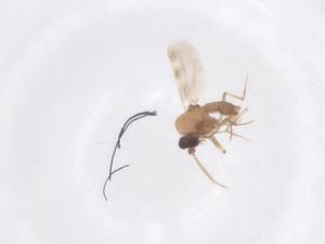  (Culicoides fordae - CBG-B22565-A05)  @11 [ ] CreativeCommons - Attribution Share - Alike (2025) Centre for Biodiversity Genomics Centre for Biodiversity Genomics