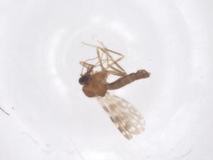  ( - CBG-B22565-A10)  @11 [ ] CreativeCommons - Attribution Share - Alike (2025) Centre for Biodiversity Genomics Centre for Biodiversity Genomics