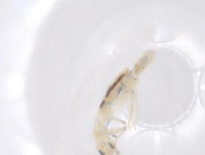  ( - CBG-B22565-G08)  @11 [ ] CreativeCommons - Attribution Share - Alike (2025) Centre for Biodiversity Genomics Centre for Biodiversity Genomics