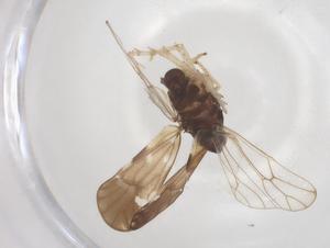  ( - CBG-B22566-D04)  @11 [ ] CreativeCommons - Attribution Share - Alike (2025) Centre for Biodiversity Genomics Centre for Biodiversity Genomics