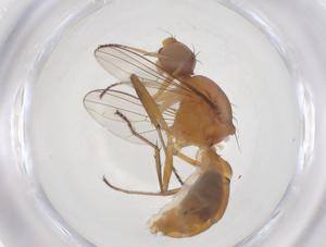  (Sepsis indica - CBG-B22566-E02)  @11 [ ] CreativeCommons - Attribution Share - Alike (2025) Centre for Biodiversity Genomics Centre for Biodiversity Genomics