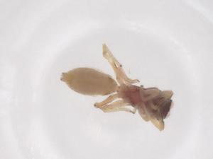  ( - CBG-B22567-C09)  @11 [ ] CreativeCommons - Attribution Share - Alike (2025) Centre for Biodiversity Genomics Centre for Biodiversity Genomics