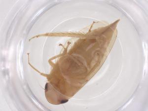  ( - CBG-B22567-E04)  @11 [ ] CreativeCommons - Attribution Share - Alike (2025) Centre for Biodiversity Genomics Centre for Biodiversity Genomics