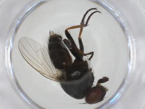  (Lispe pumila - CBG-A09772-D04)  @11 [ ] CreativeCommons - Attribution Share - Alike (2023) Centre for Biodiversity Genomics Centre for Biodiversity Genomics