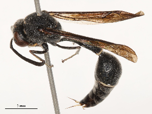  (Eumenes inconspicuus - CBG-B00182-E12)  @11 [ ] CreativeCommons - Attribution Share - Alike (2025) CBG Photography Group Centre for Biodiversity Genomics