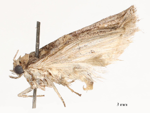  ( - CBG-B00182-G01)  @11 [ ] CreativeCommons - Attribution Share - Alike (2025) CBG Photography Group Centre for Biodiversity Genomics