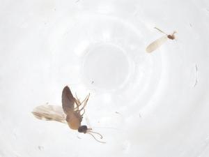  ( - CBG-B00285-H06)  @11 [ ] CreativeCommons - Attribution Share - Alike (2025) Centre for Biodiversity Genomics Centre for Biodiversity Genomics